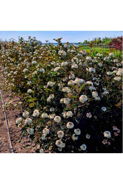 Пухироплiдник калинолистий Ред Барон - ком50кг/вис.100-120см/Ø80-100см